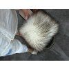 GLACIER ÉLITE Fur Slides – Limited Edition