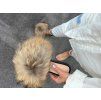 RACCOON Glam Fur Slides – Natural Edition