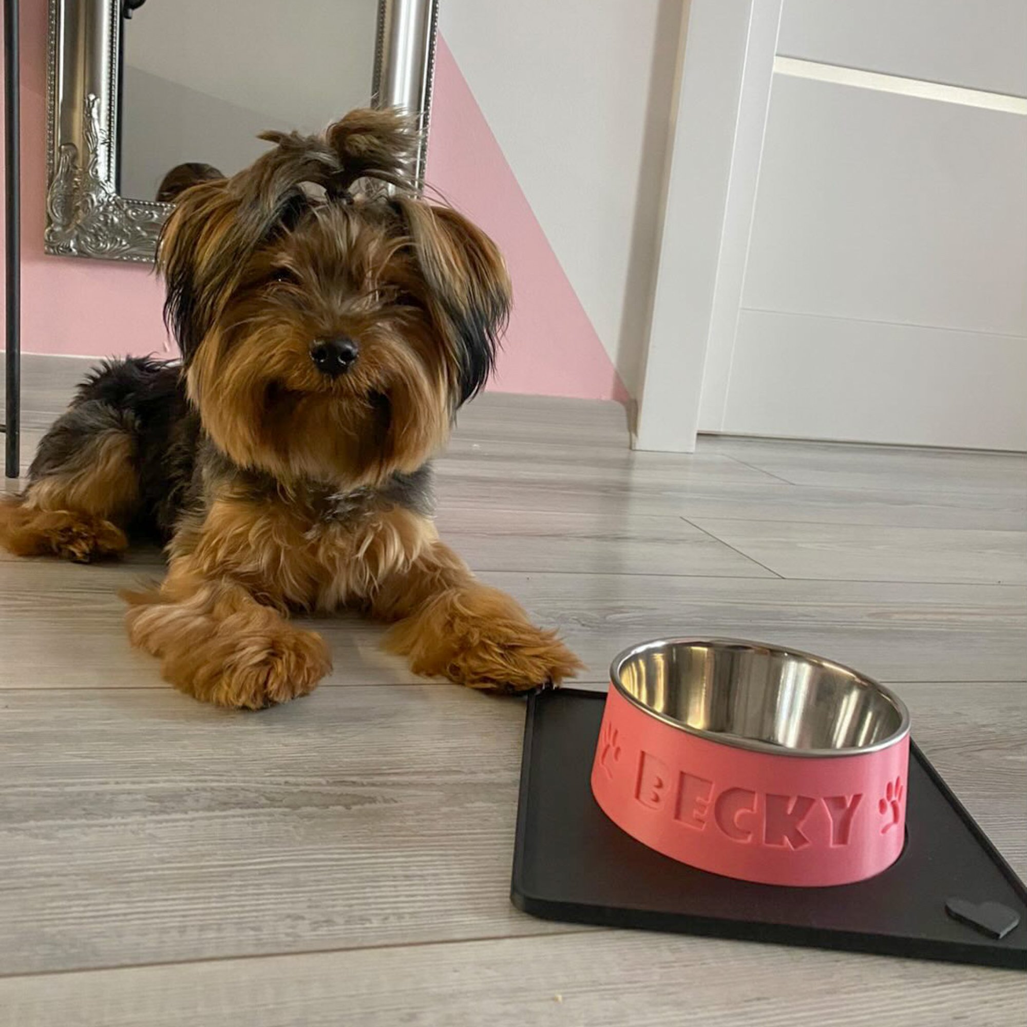 Ako vybrať misku pre psa podľa veľkosti