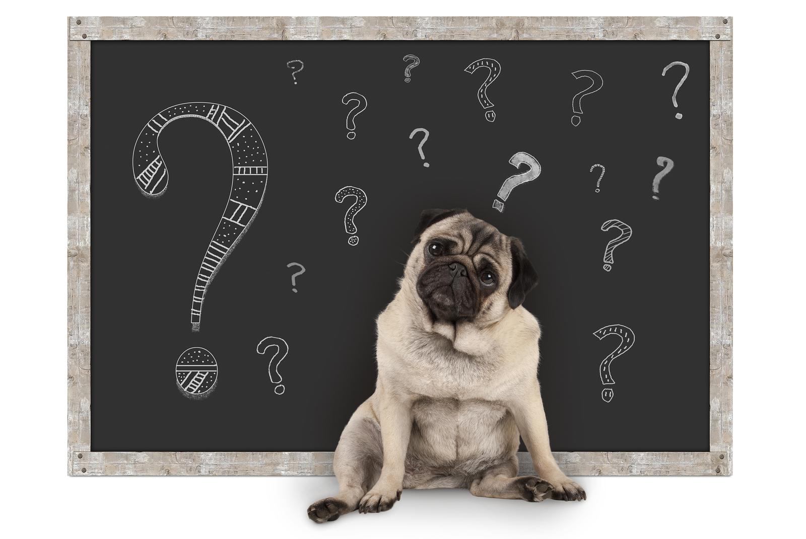 10 fontos kérdés a leendő kutyatulajdonos számára