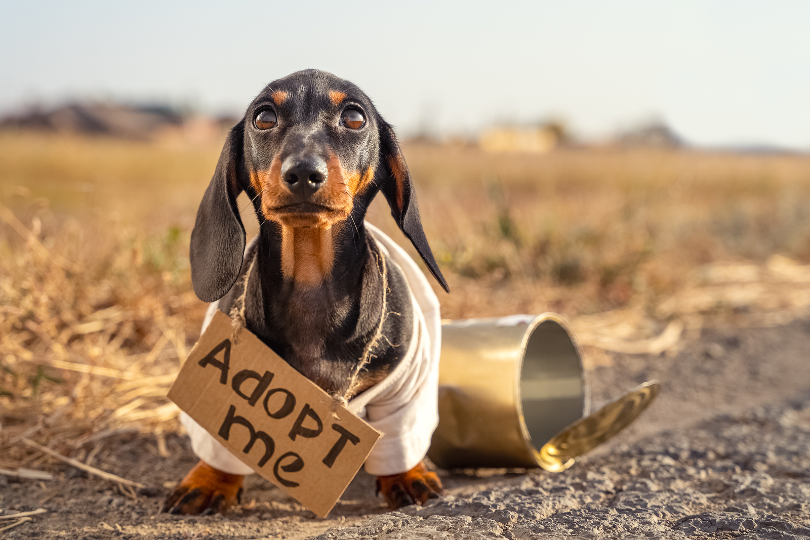 Miért érdemes idős háziállatot örökbefogadni?
