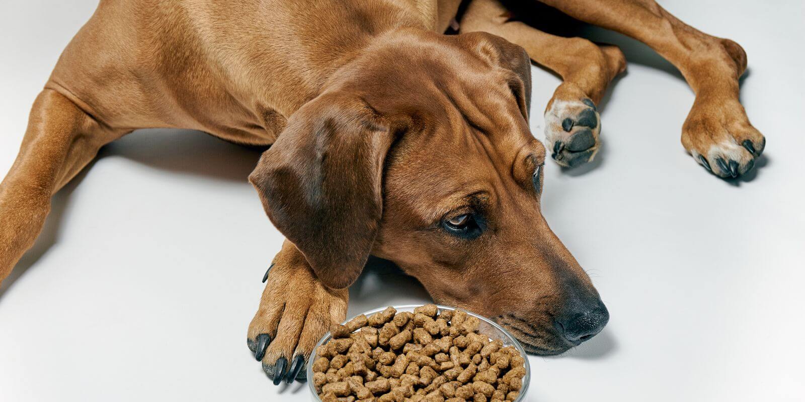 Miért nem eszik a kutyám és mit tehetek ellene?