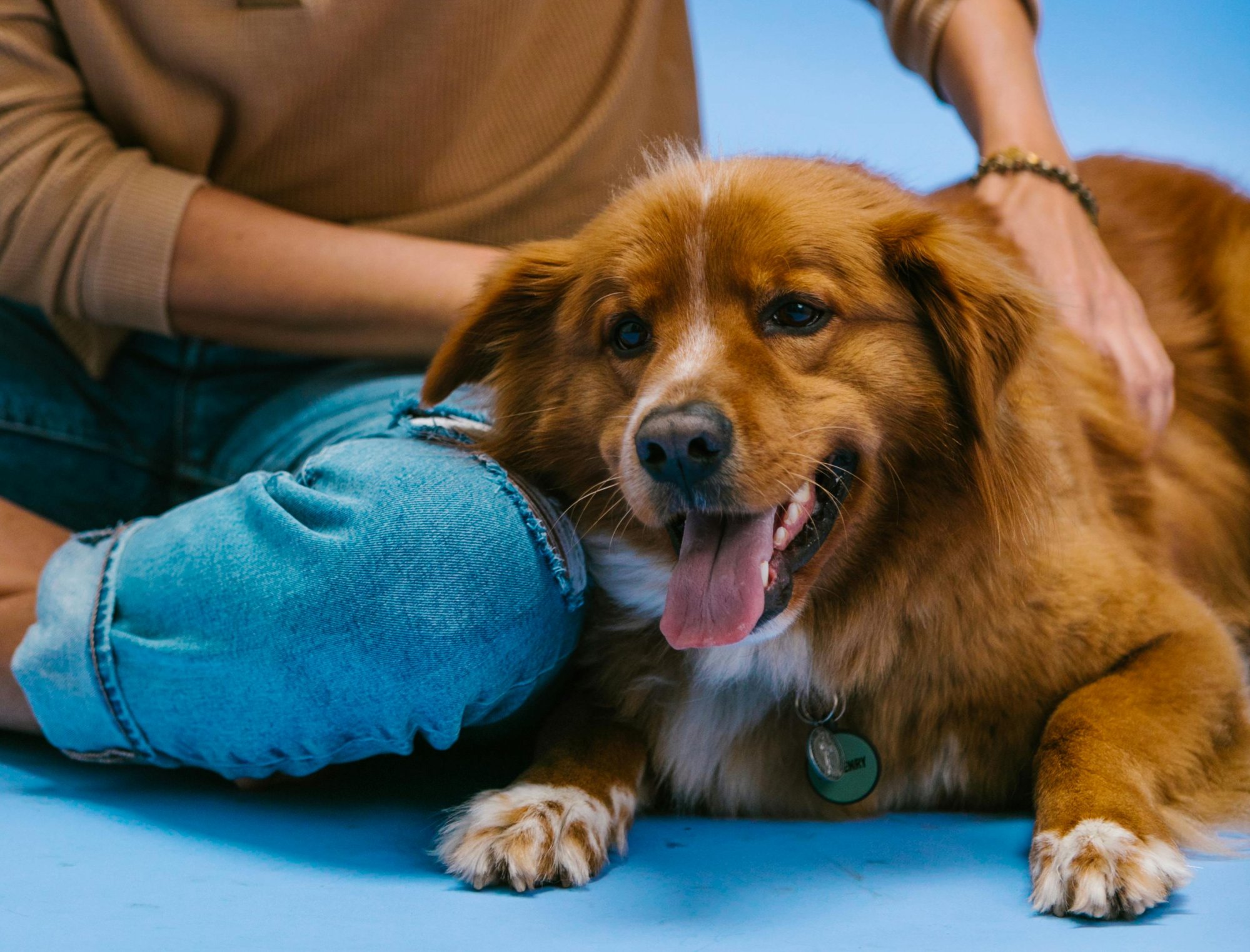 Van-e megfelelő módja a kutyasimogatásnak?