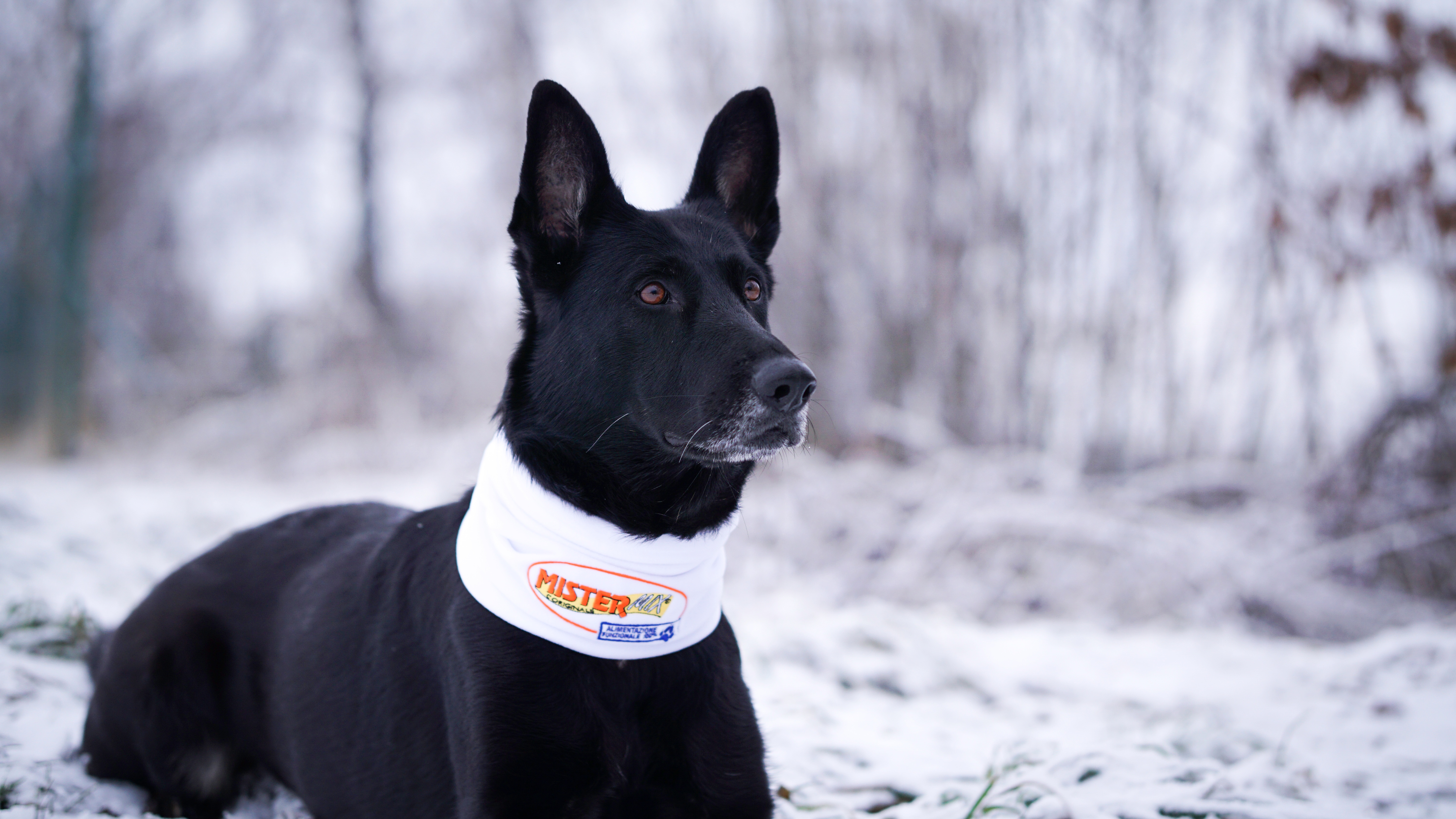 Ízületi gyulladással küzd a kutyája? Ezt tegye vele télen!