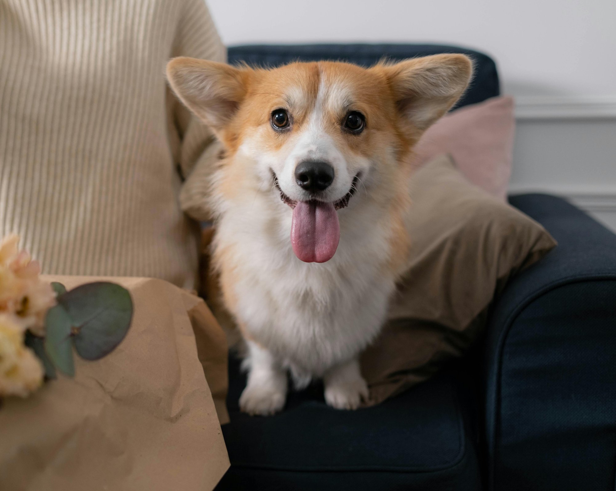 Milyen érzelmeik vannak a kutyáknak?