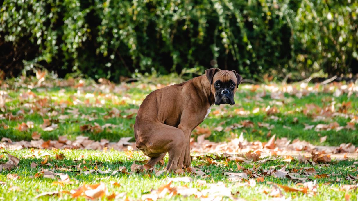 Miről árulkodik a kutyakaki?