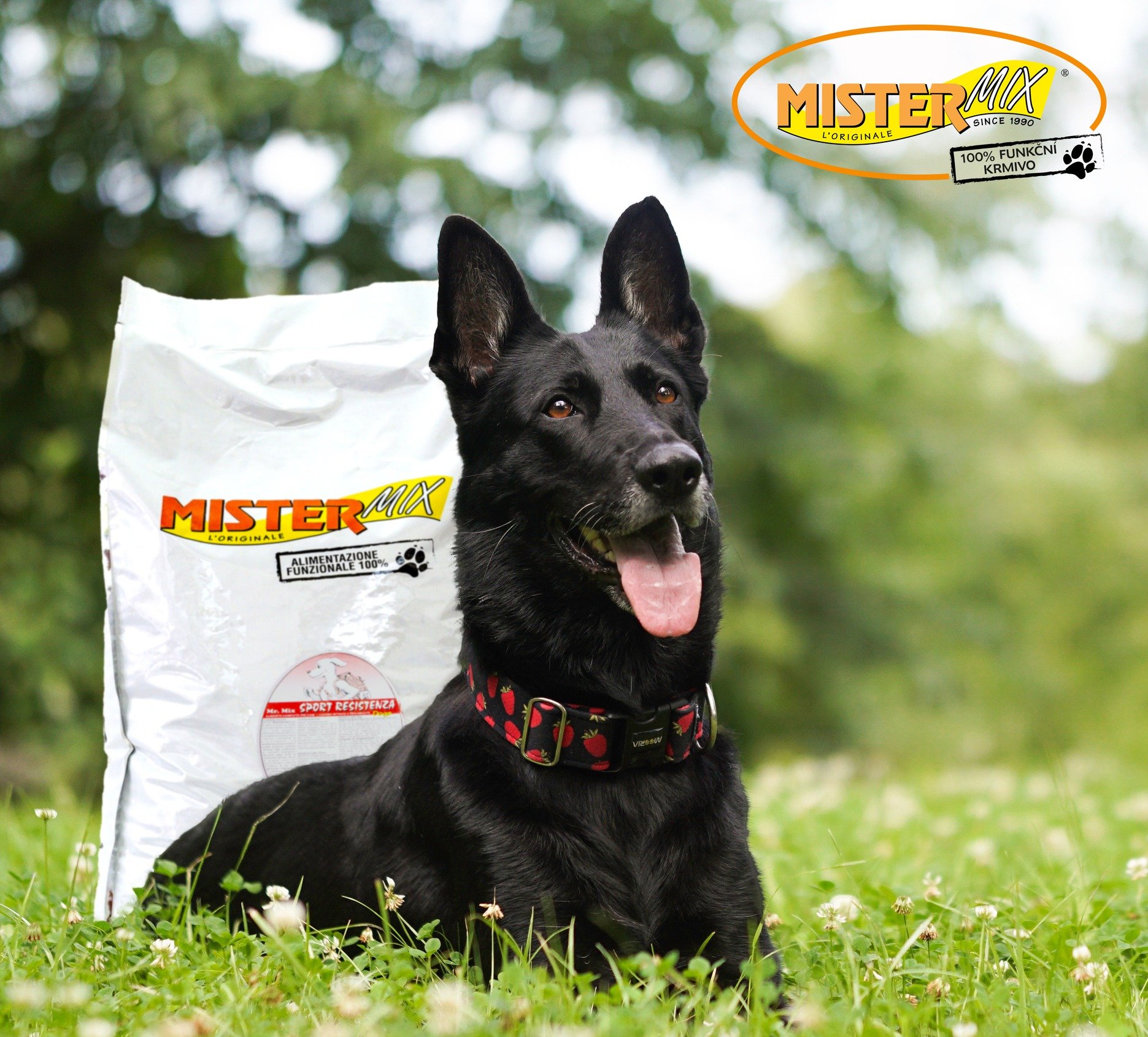 Milyen táppal etessünk a kutyát tavasszal?