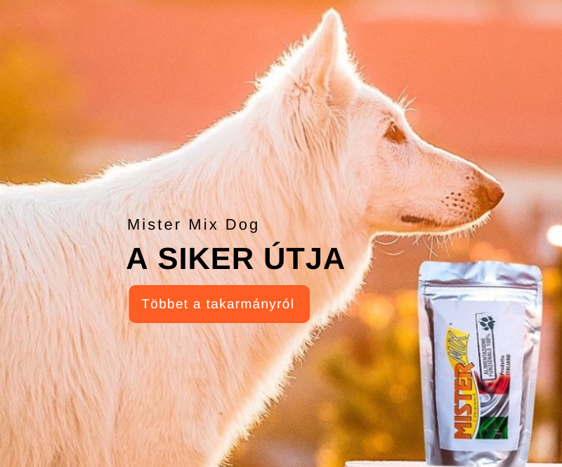 Mister Mix Dog 1