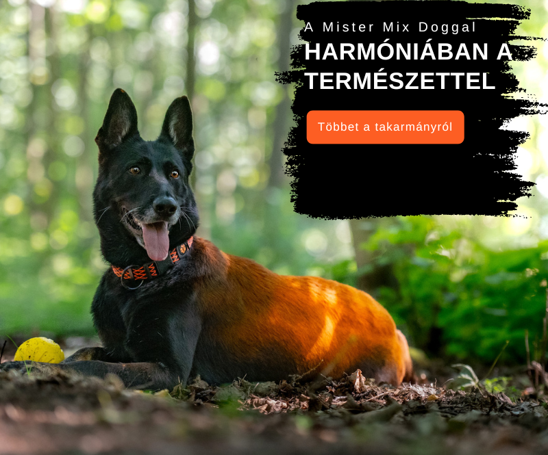 Mister Mix Dog 2