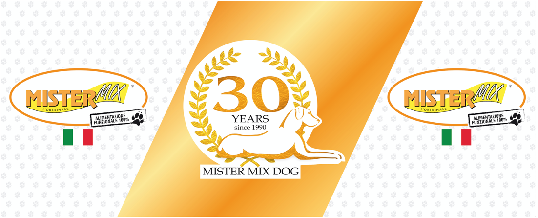 Mister mix Dog