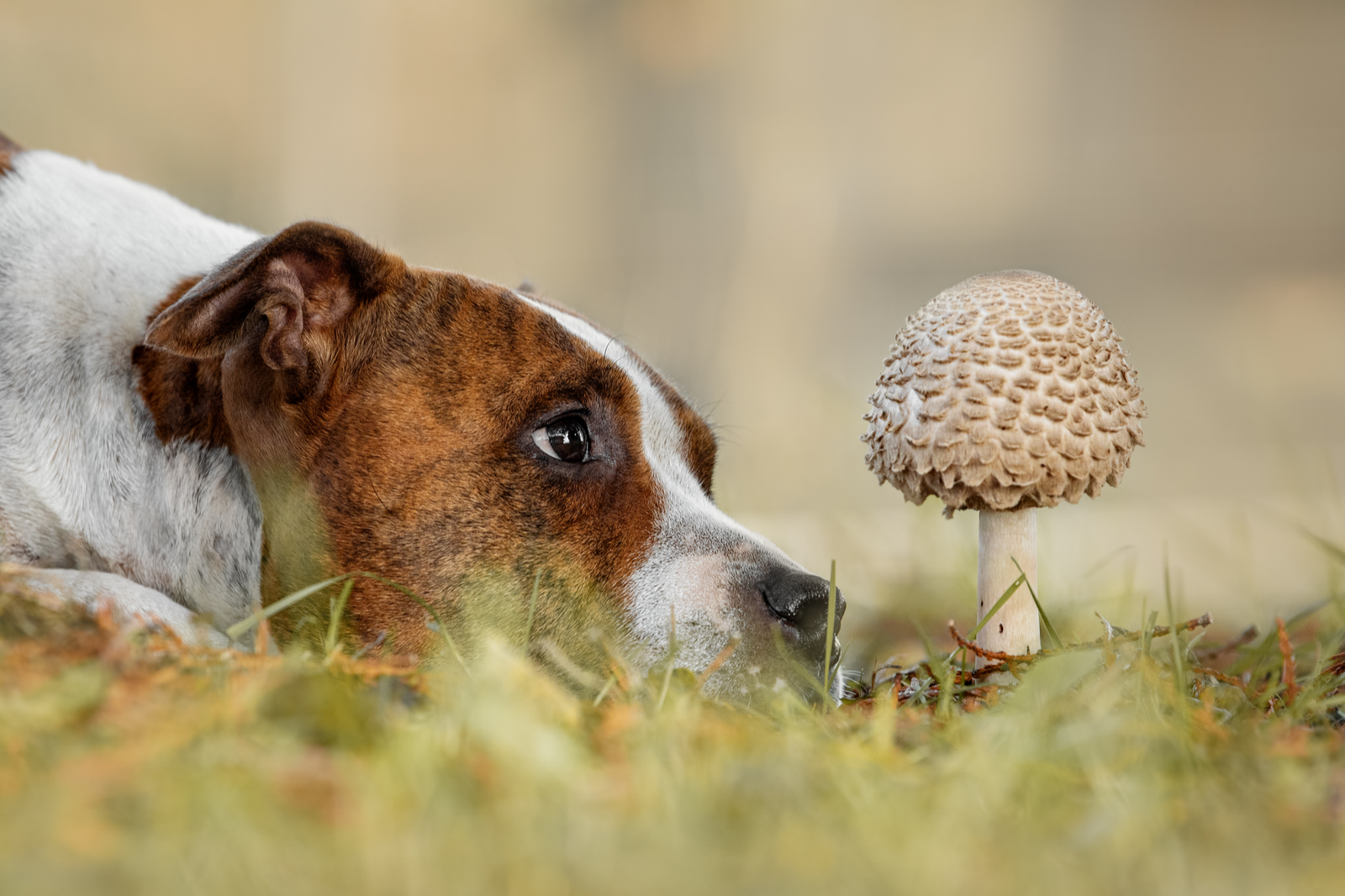 dog-merge-mushroom_1