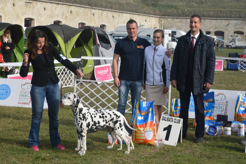 MEOSZ DALMATA SPECIAL SHOW 2017 – Komarom, HUNGARY