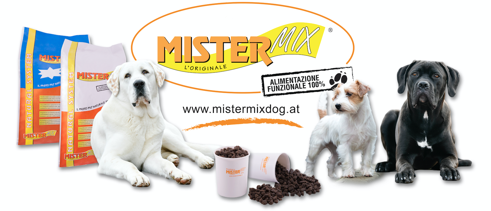 mister mix dog