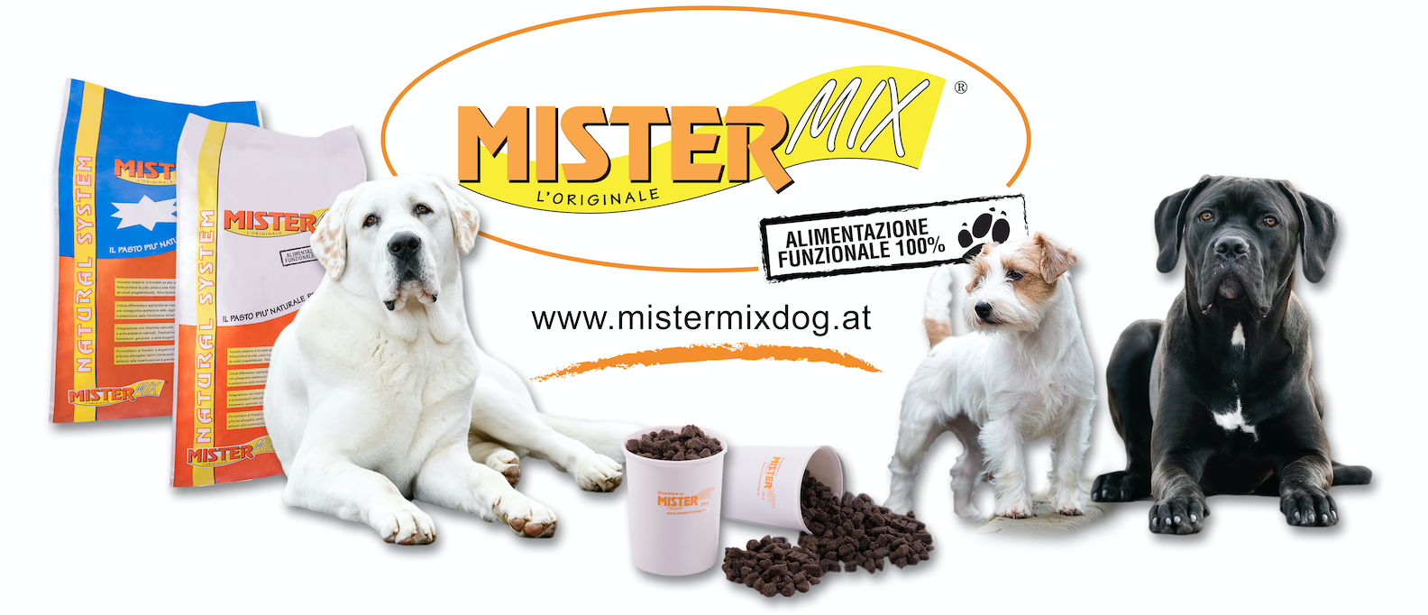 Mister mix Dog