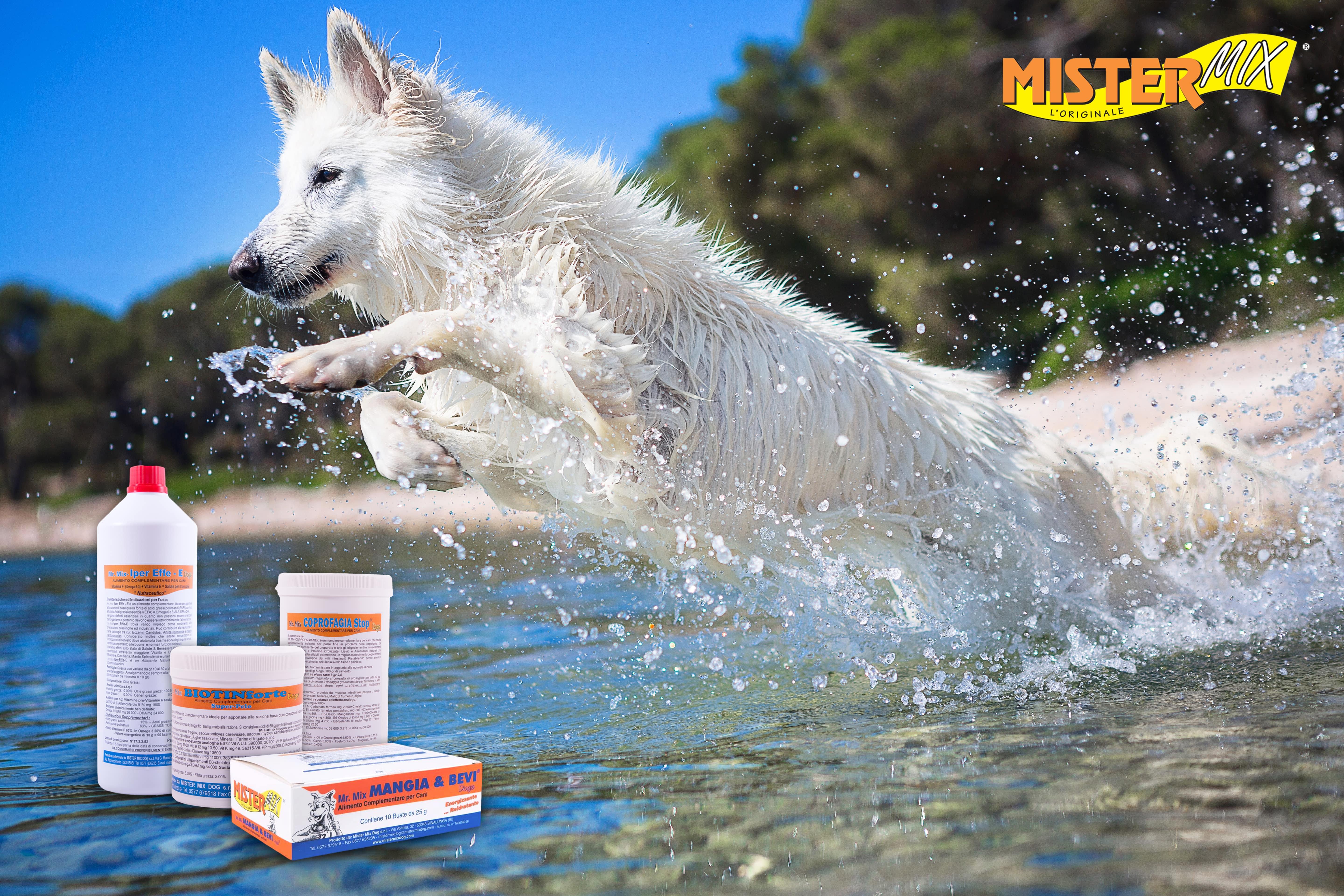 Doplňky stravy pro psy: co je nejlepší volba?