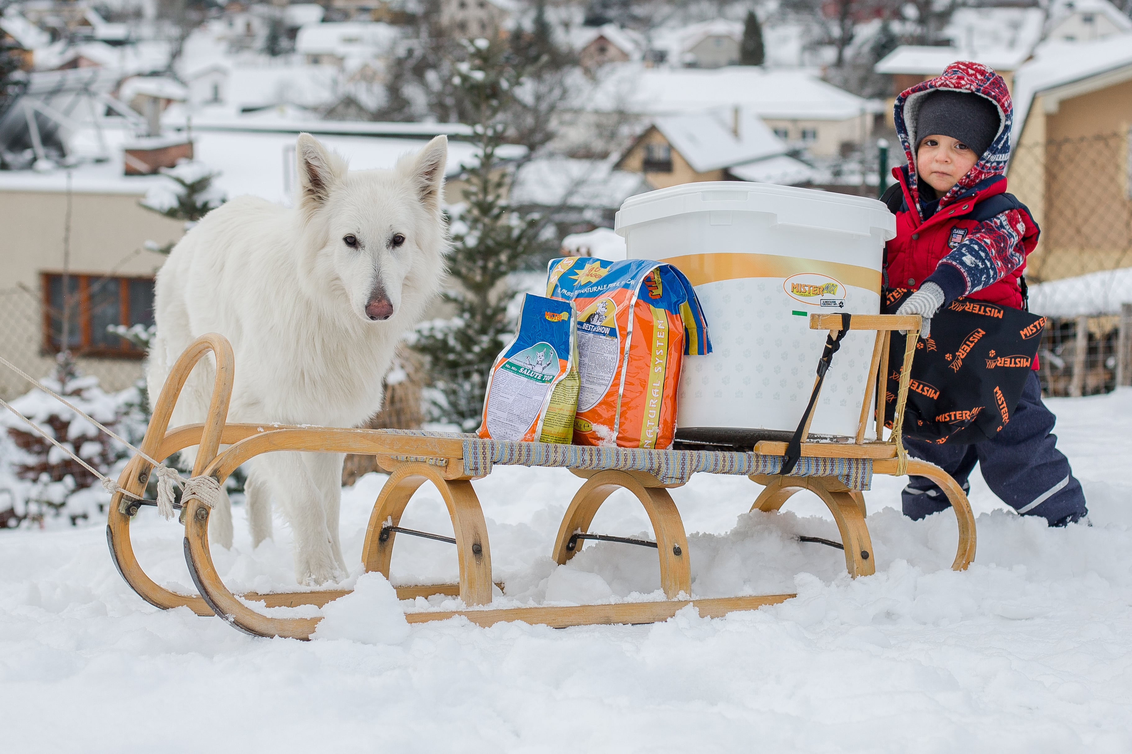 Péče o psa v zimě