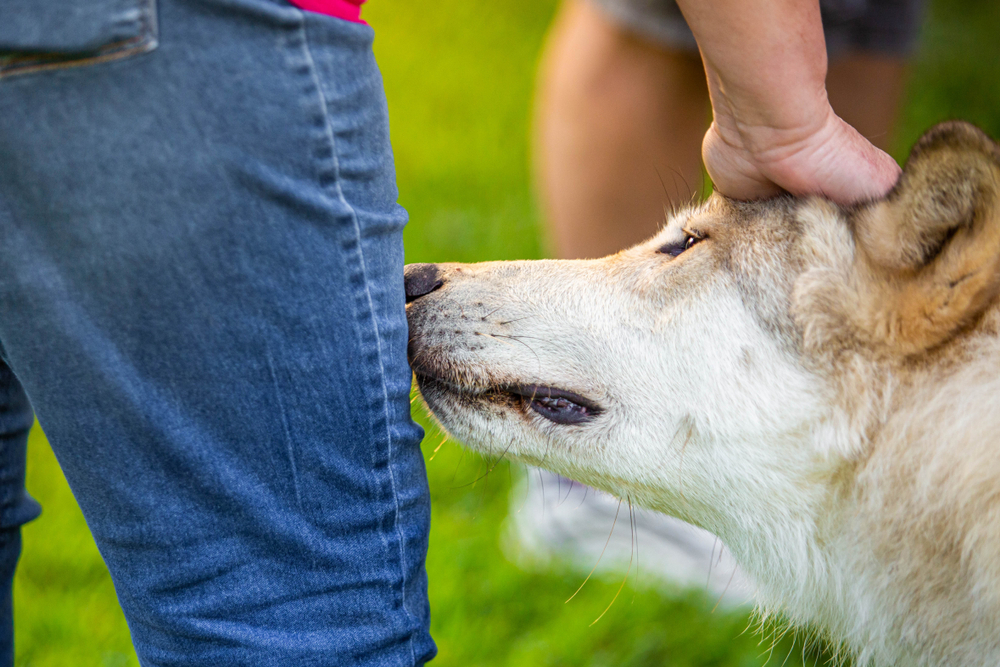 Proč nás psi rádi očichávají?