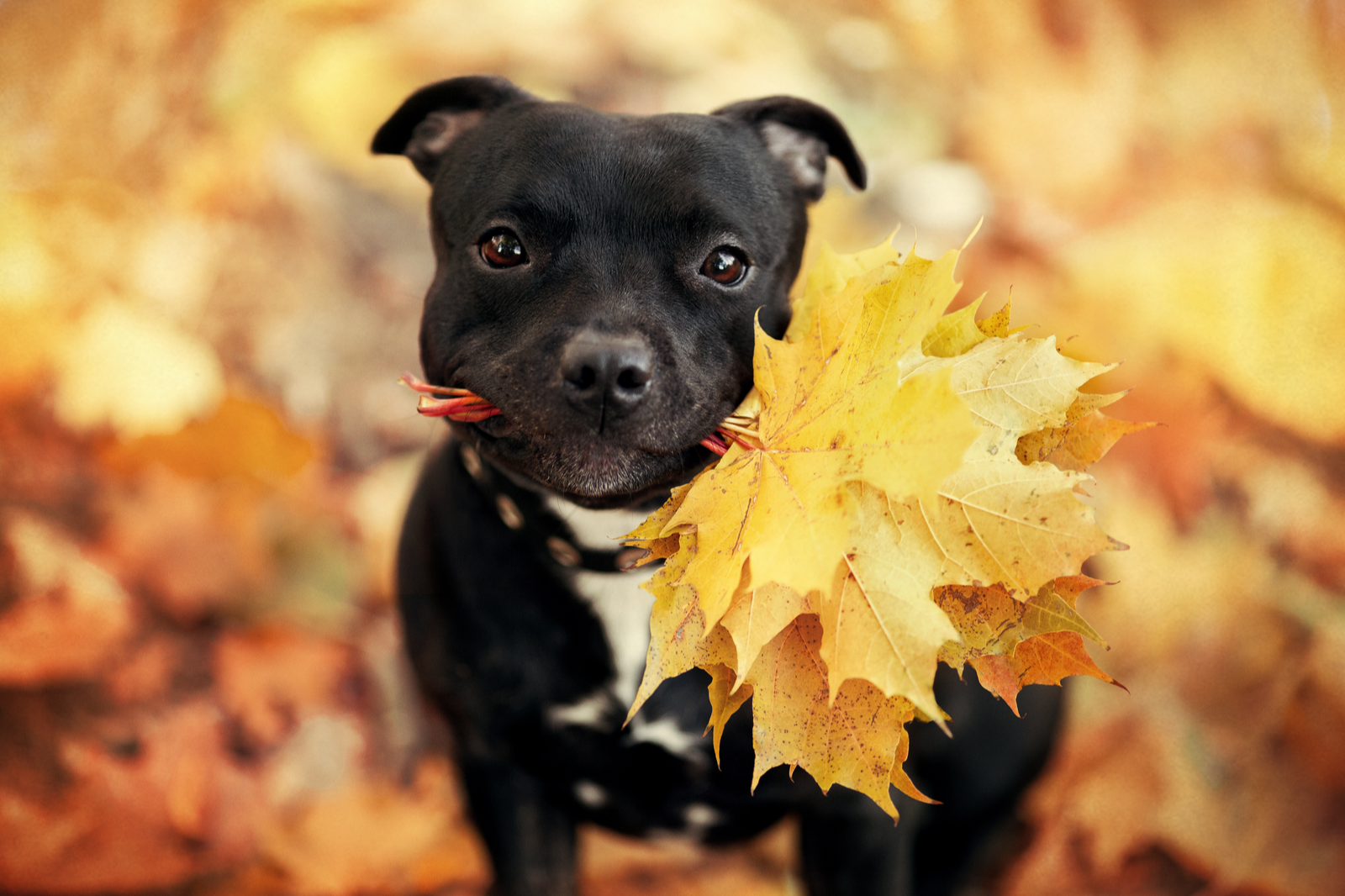 Podzim přináší nebezpečí i pro psy