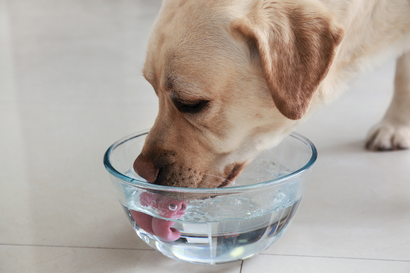 Proč váš pes nepije dost vody?