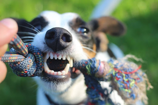 Vše o zdraví zubů vašeho psa