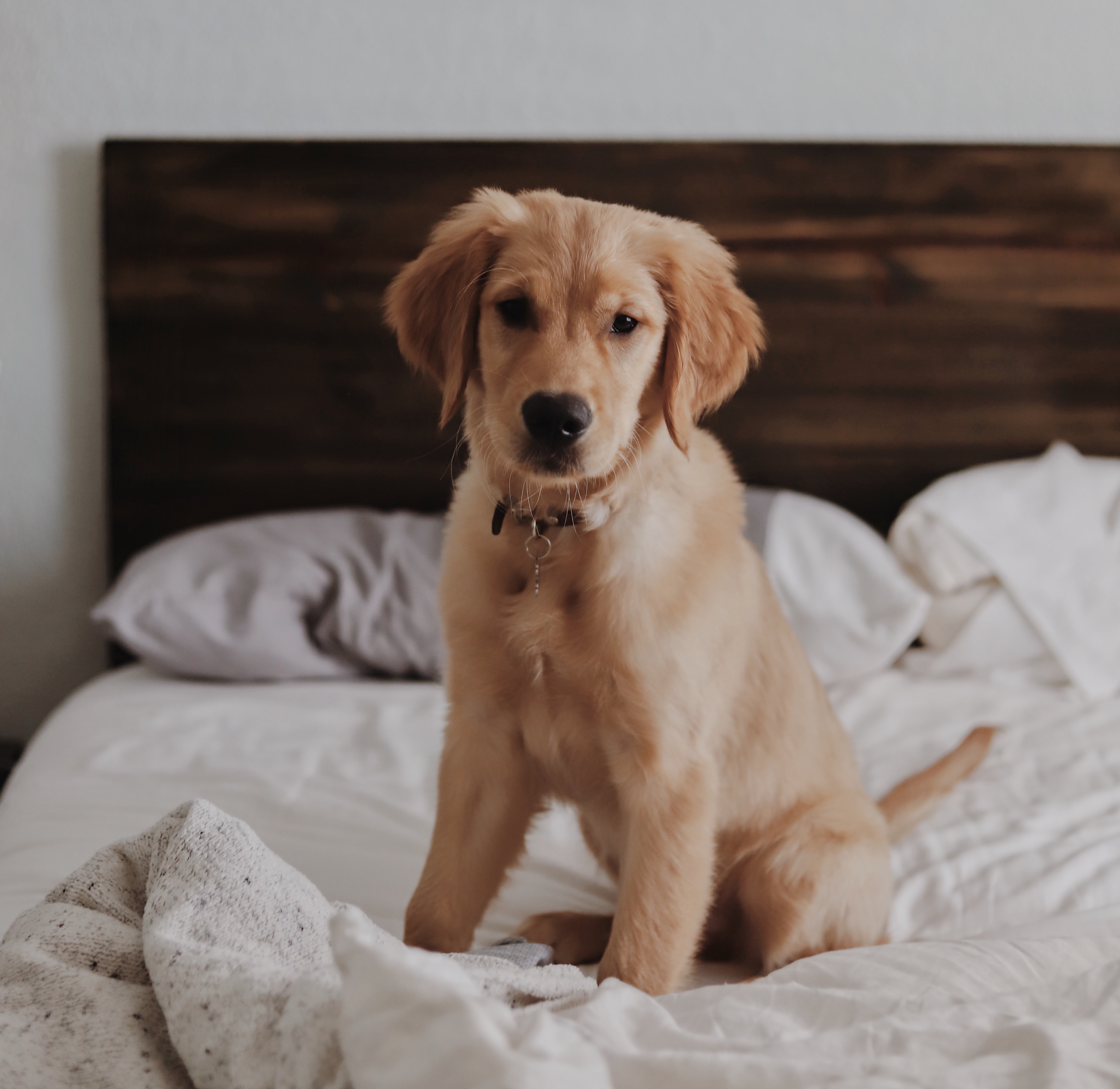 Kam se psem, když ne k sousedům? Vše o hlídání psů, když jedete na dovolenou