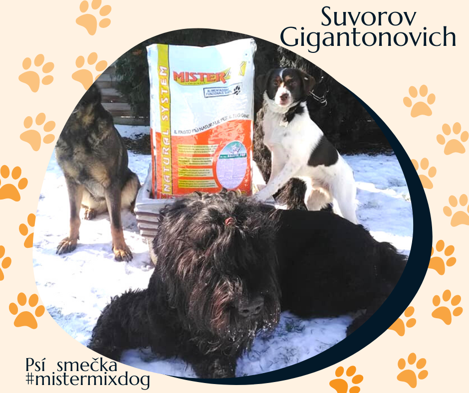 Rychlý růst a osteochondróza u černého ruského teriéra