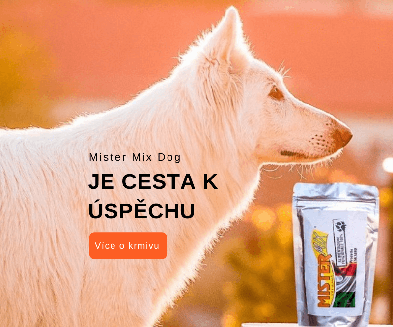 Mister Mix Dog cesta k úspěchu