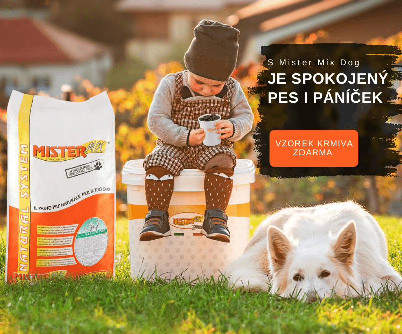 S Mister Mix Dog spokojený pes