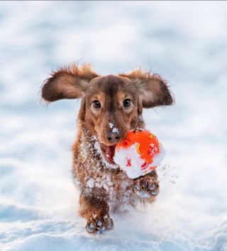 Nový týden, nová energie 🐶⚡ S Mister Mix Dog to jde mnohem snáz.