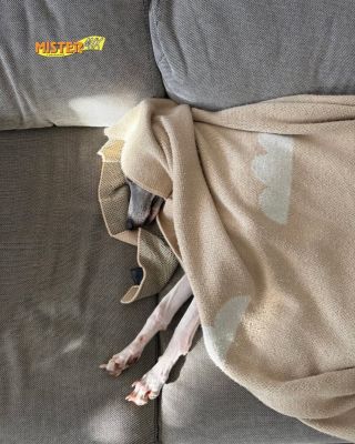 Náročný víkend? Na to máme řešení. 🤫 S Mister Mix Dog získá tvůj pejsek energii rychle, ale hlavně udržitelně bez výkyvů a...