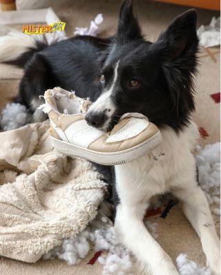 Pátek 13.? 😅 Prosím vás… za tohle přece nemůže pes. To je jasná práce vyšší moci. 👀👟 Boty byly včera v pořádku. Dnes je...