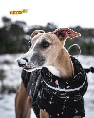 Pěkný pondělní den přeje Mister Mix Dog 🐾 Zima se ještě nevzdává a proto jsou zimní receptury stále na místě. Dopřejte...