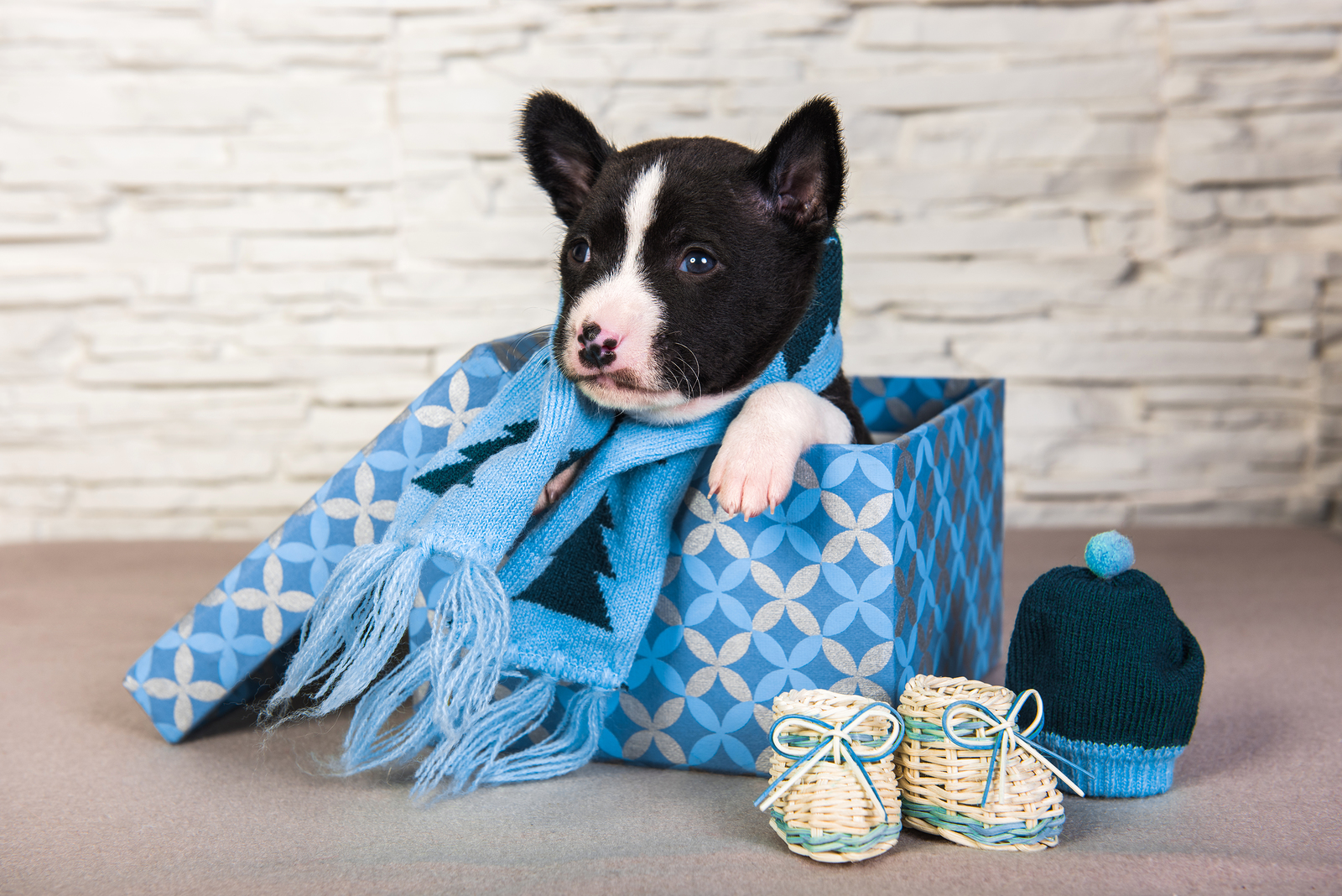 Co zrobić, jeśli Twój pies kaszle?