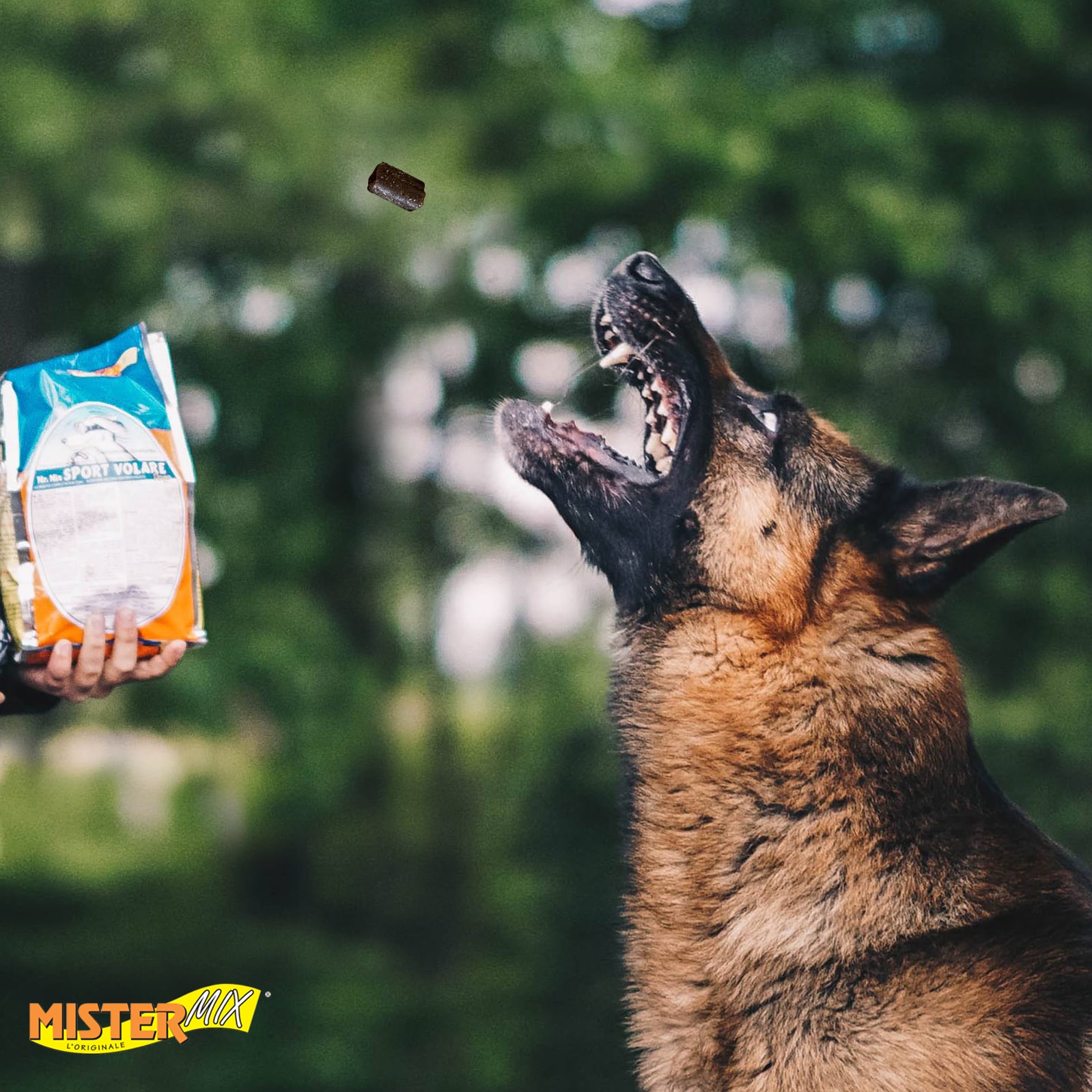 Jak wybrać odpowiednią karmę dla psa?