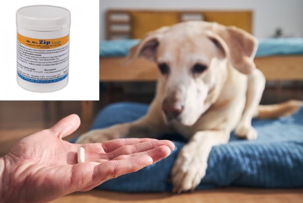 ZALETY PROBIOTYKÓW I PREBIOTYKÓW DLA PSÓW