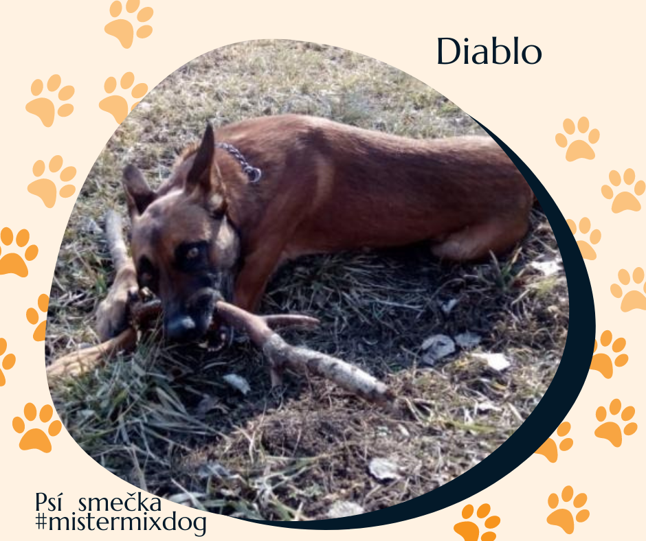 UTRATA WAGI U PSA SŁUŻBOWEGO