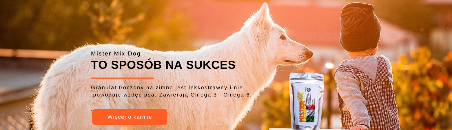 Cesta k úspěchu s Mister Mix Dog