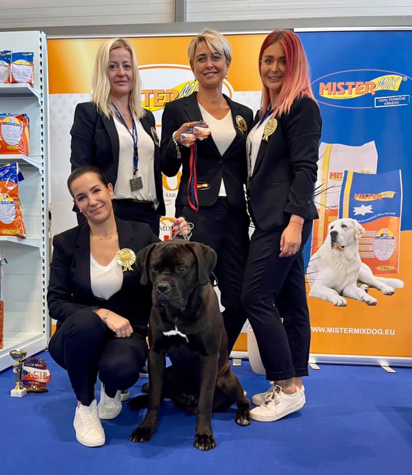 WORLD DOG SHOW 2021 - BRNO / Mezinárodní výstava psů Brněnka 29.9.2021 - 3.10.2021