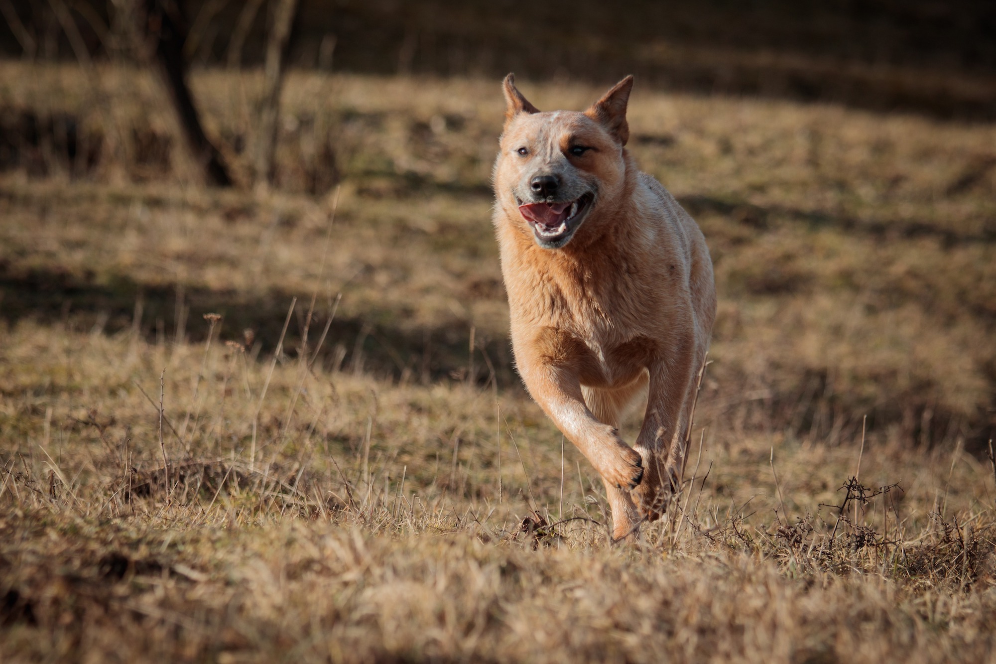 Ako začať s canicrossom