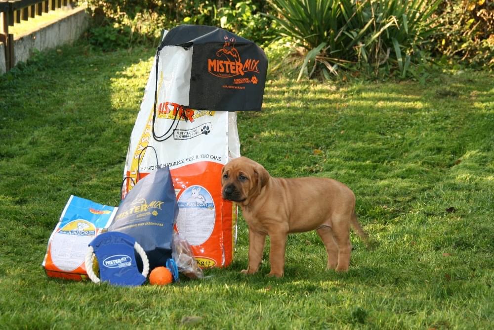 Ako sa starať o šteňa?