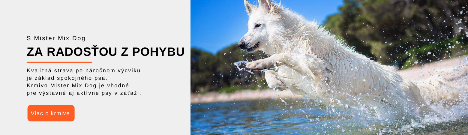 Mister Mix Dog a pohyb