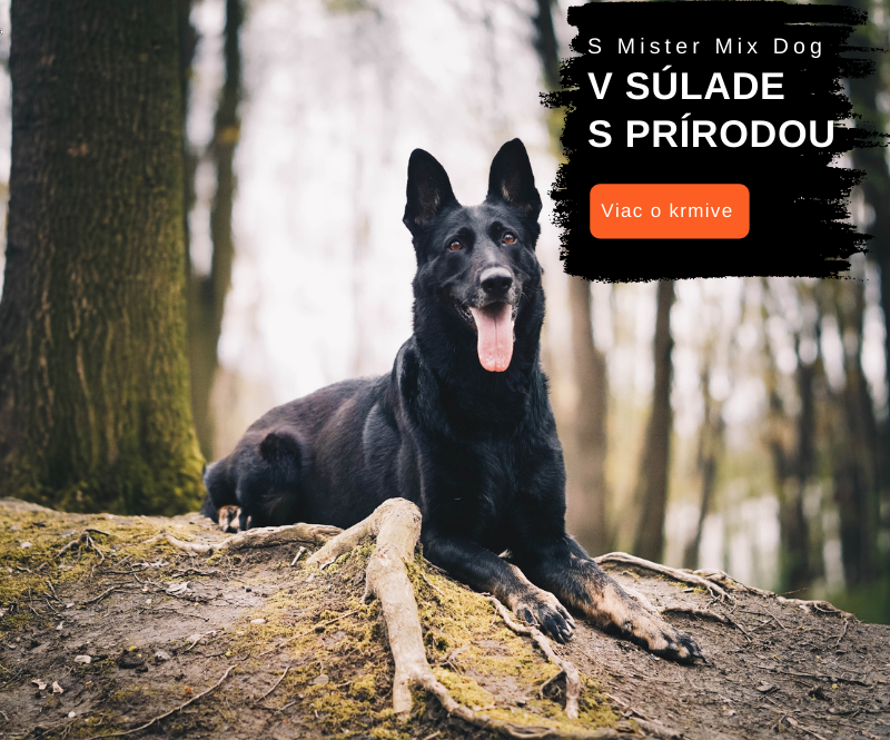 V souladu s přírodou a Mister Mix dog