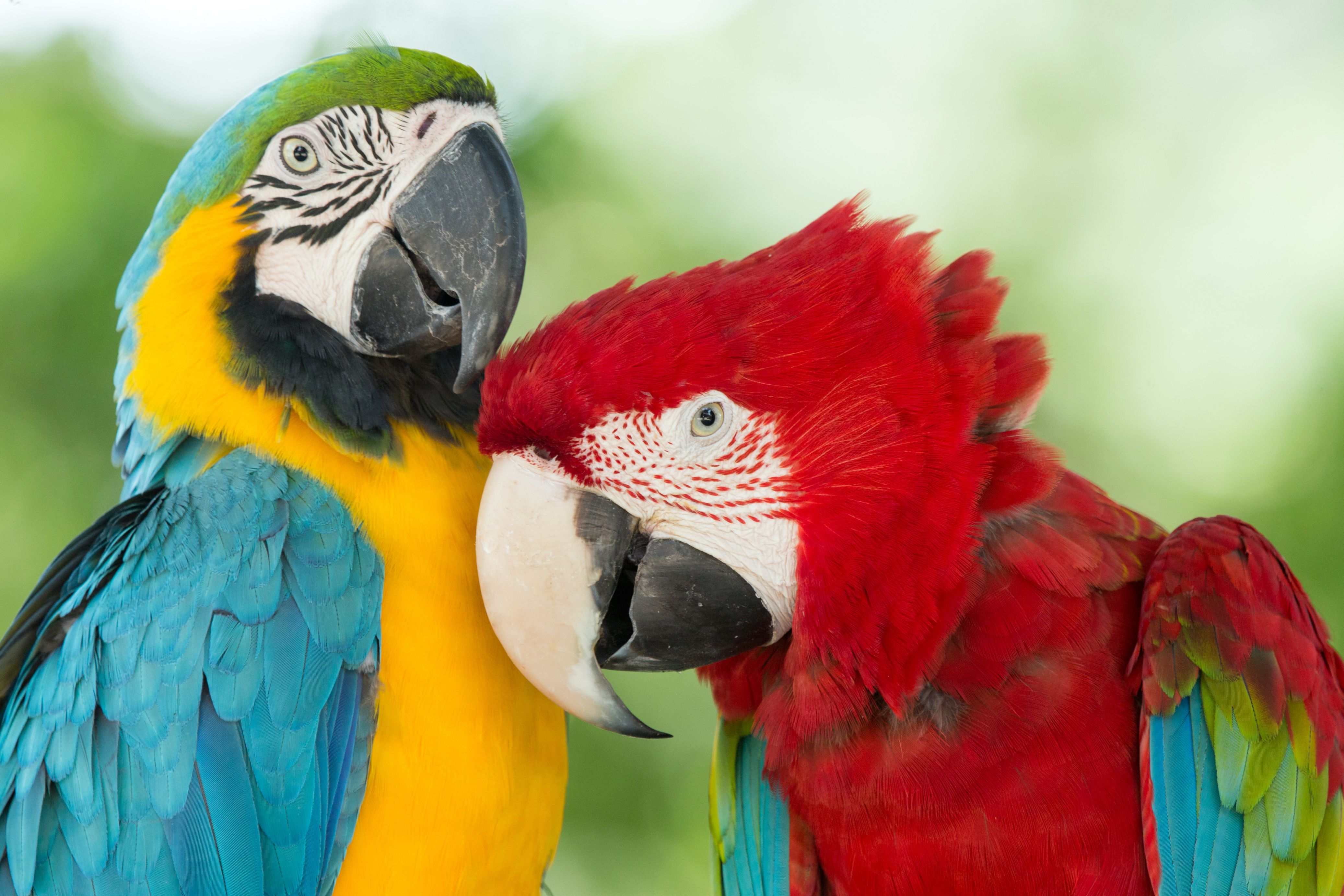 Význam čistoty krmných směsí pro papoušky