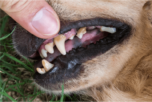 Dentální problémy psů – příznaky, prevence a péče