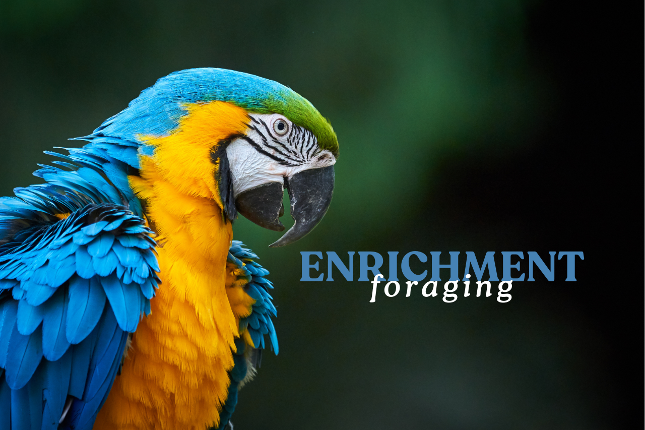 Dvě cizí slova, která zachrání vašemu papouškovi zdraví