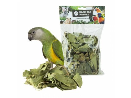 back zoo nature discovery leaves orchard (1)