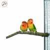 back zoo nature corky perch small (1)