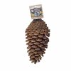 back zoo nature foraging pinecone