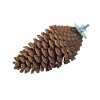 back zoo nature foraging pinecone (1)