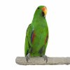 back zoo nature super stone perch 28 cm 40mm parrot